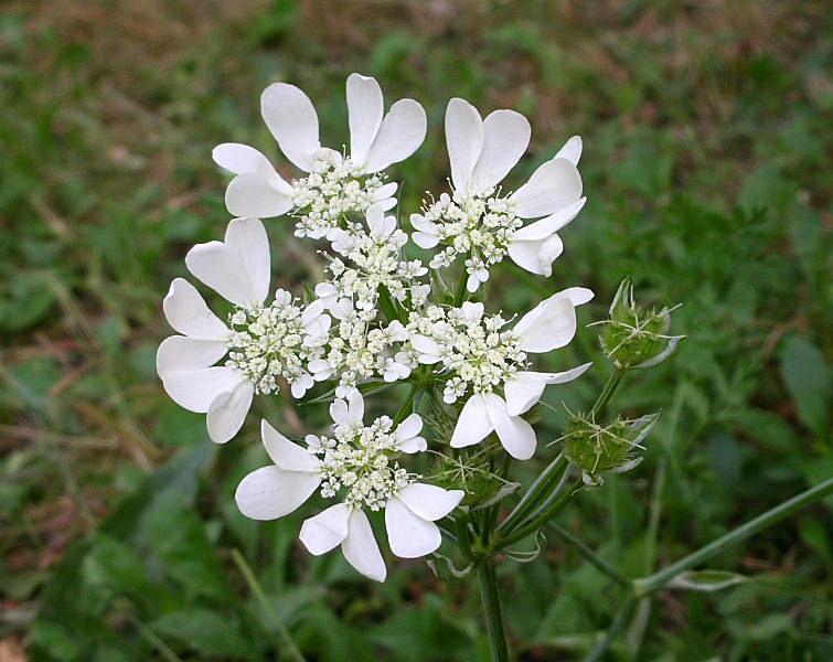 Orlaya grandiflora / Lappola bianca